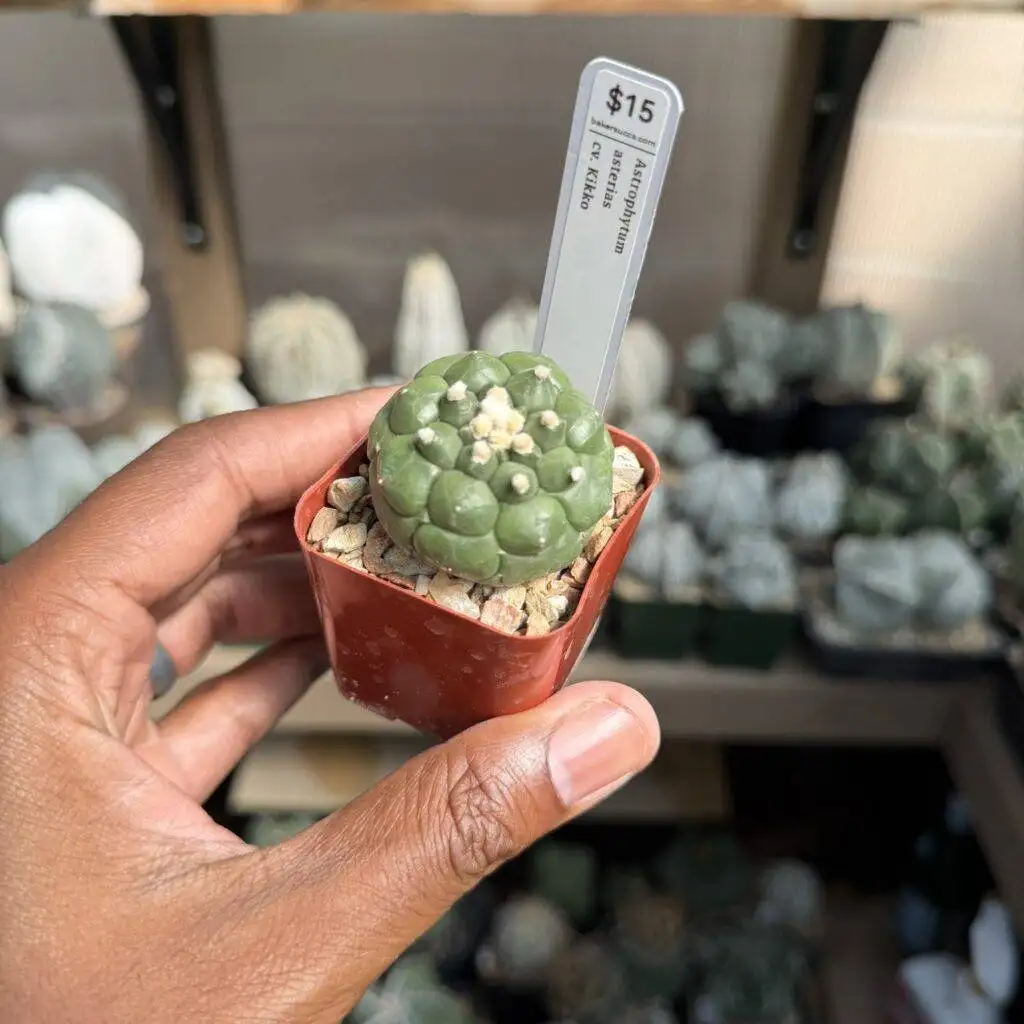 Astrophytum asterias Kikko