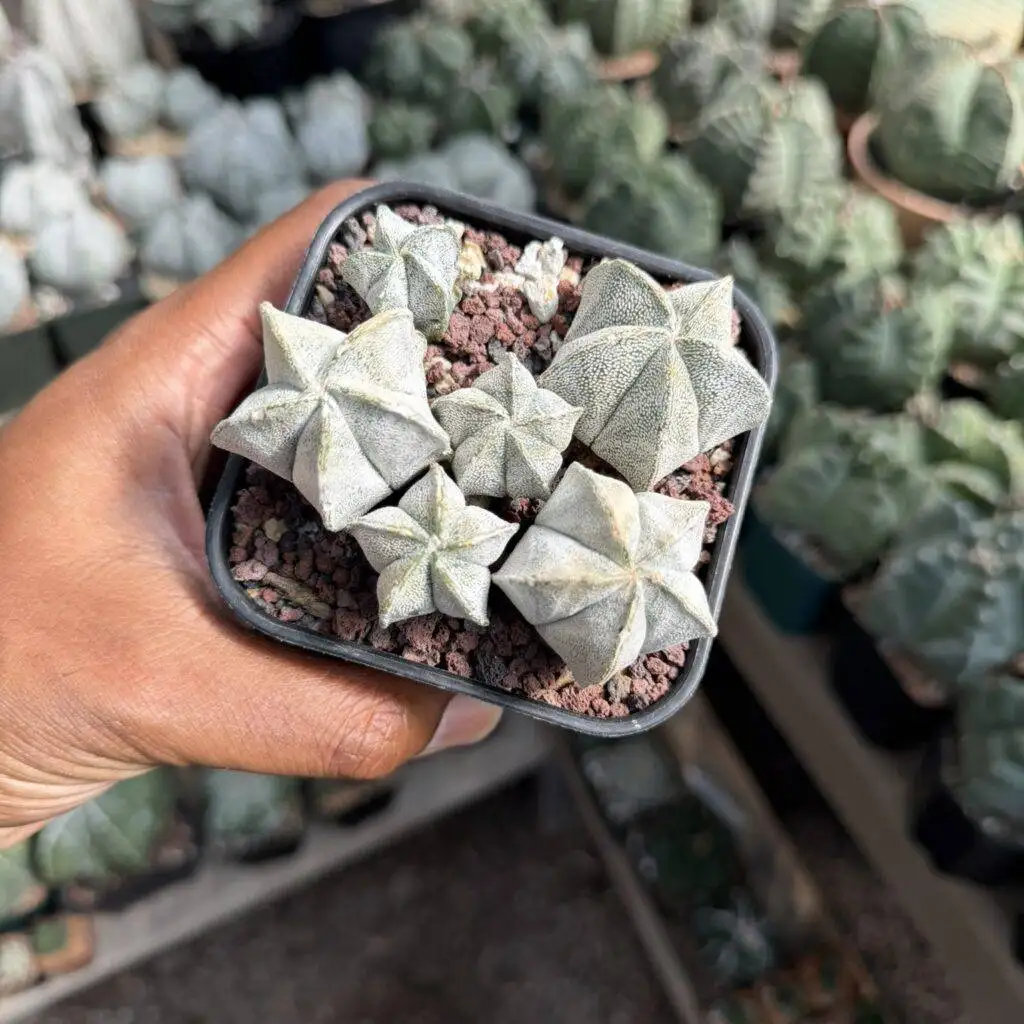 Astrophytum coahuilense bundle