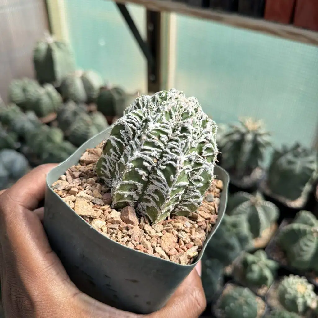 Astrophytum ornatum Fukuryu Hania