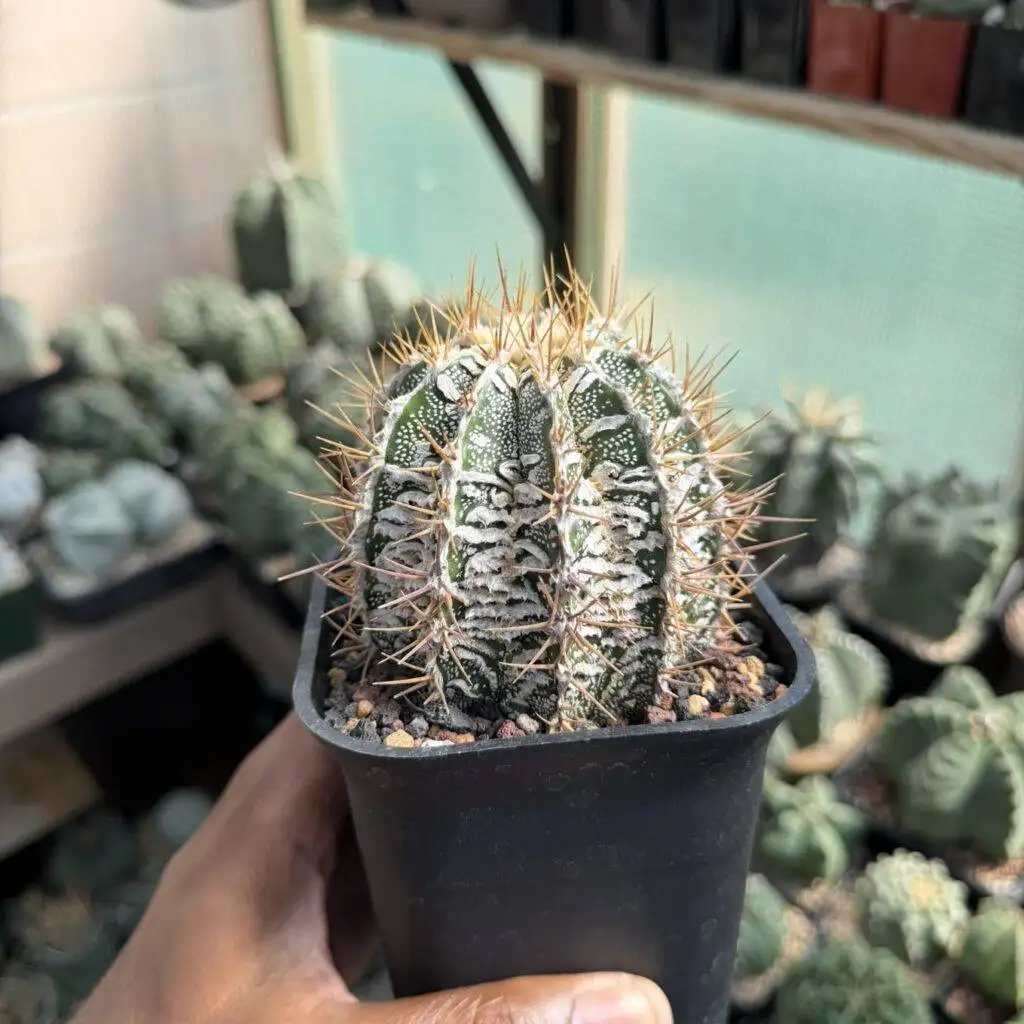 Astrophytum ornatum Fukuryu Hania