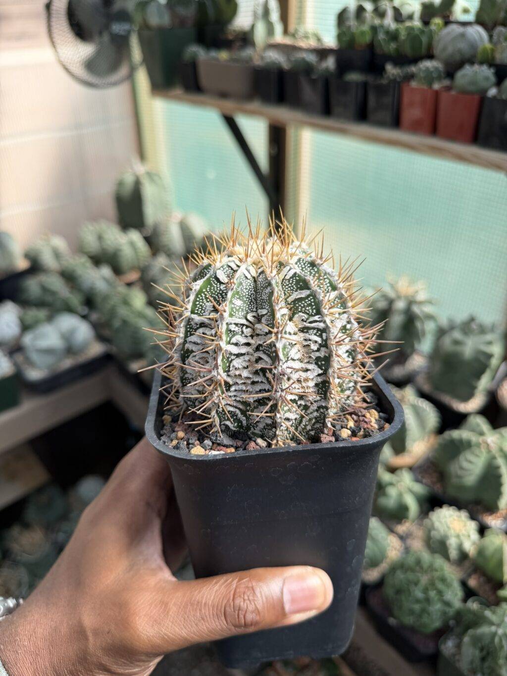 Astrophytum ornatum Fukuryu Hania