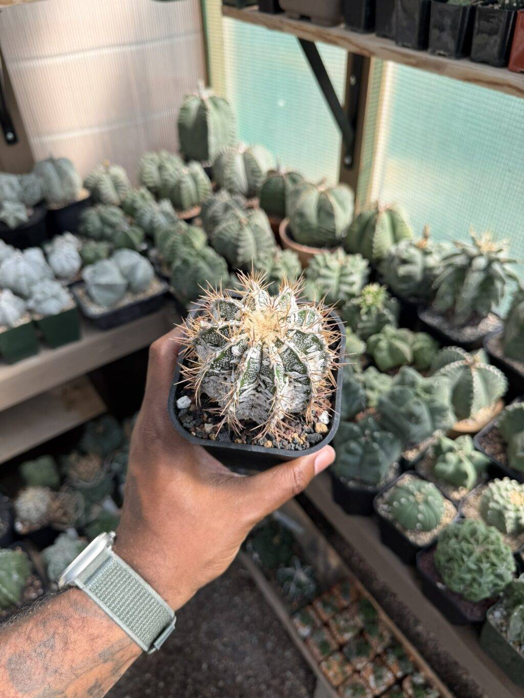 Astrophytum ornatum Fukuryu Hania - Image 3