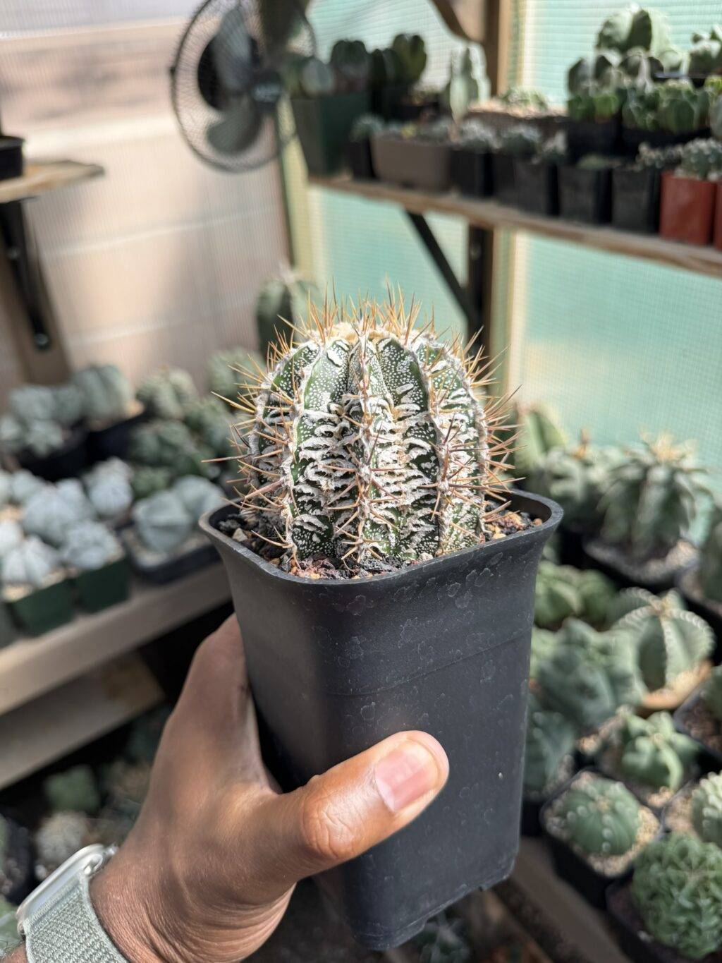 Astrophytum ornatum Fukuryu Hania - Image 4