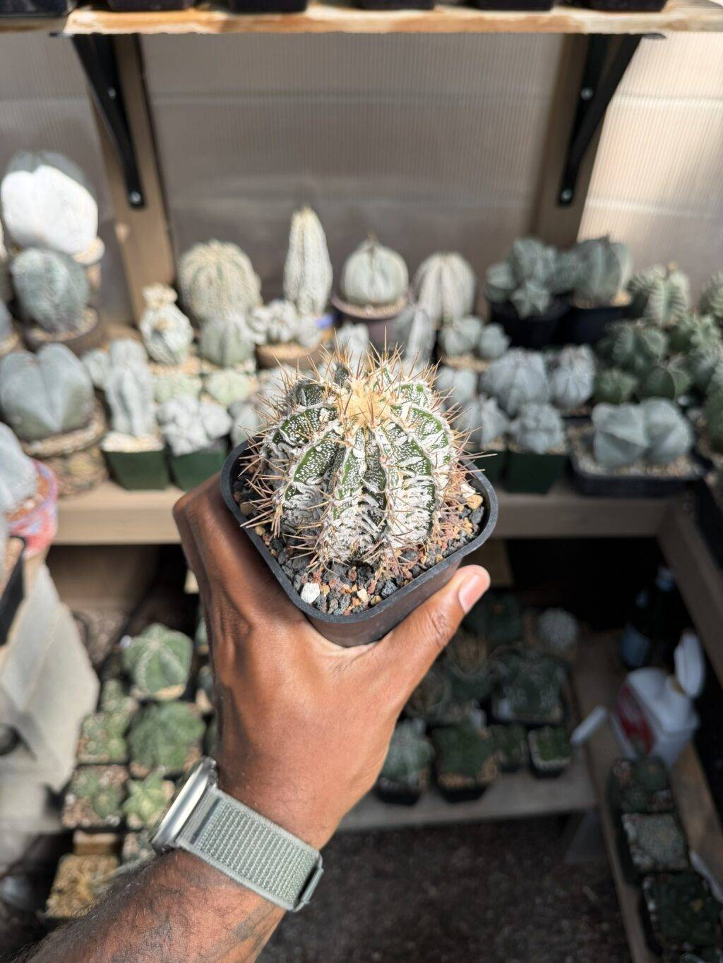 Astrophytum ornatum Fukuryu Hania - Image 2