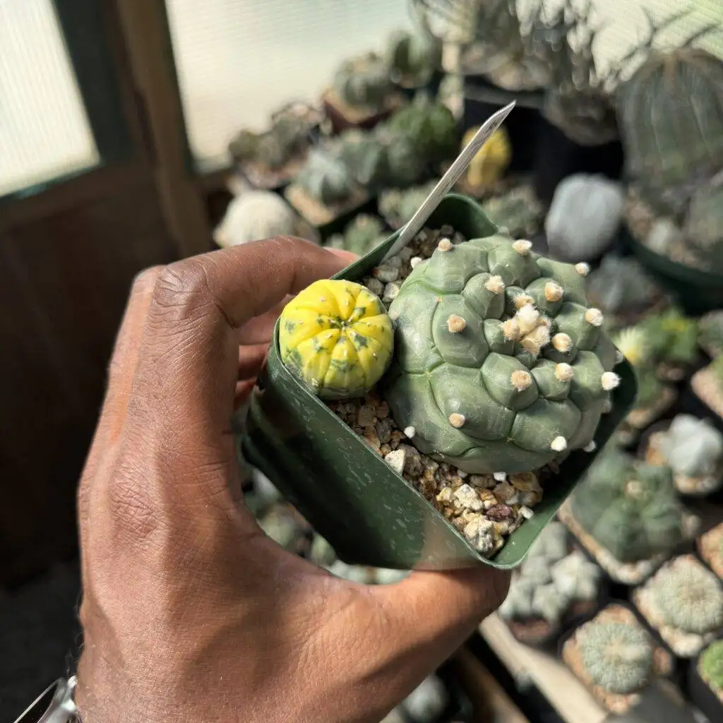 Astrophytum asterias cv. Kikko