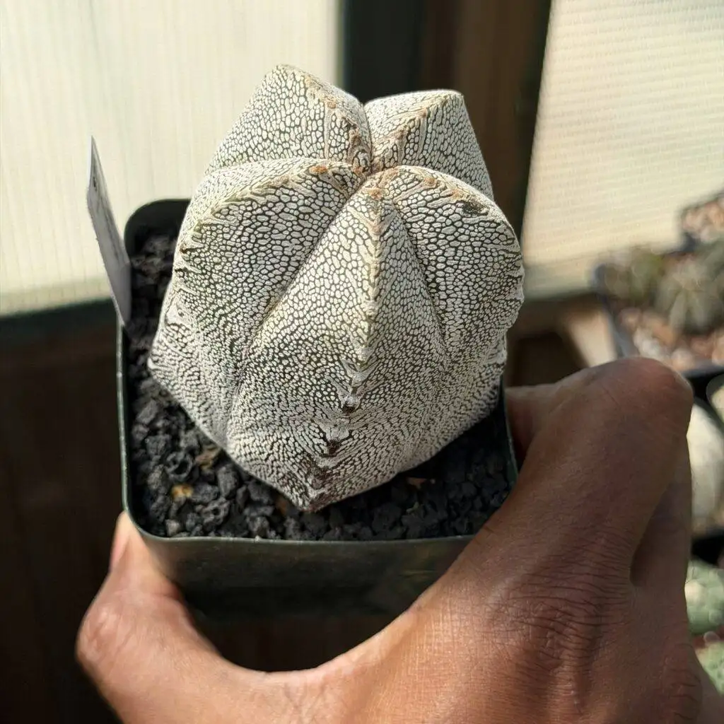 Astrophytum myriostigma Onzuka V-Type