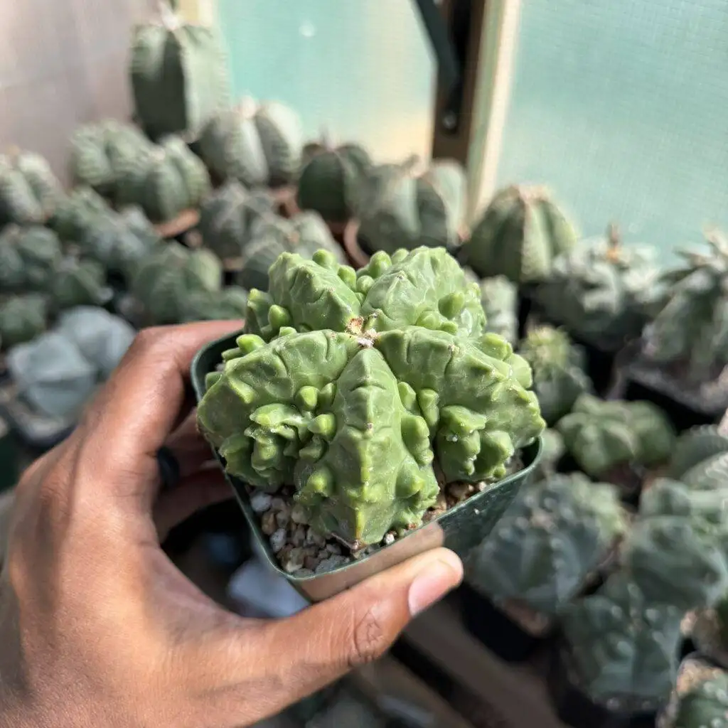 Astrophytum myriostigma Fukuryu
