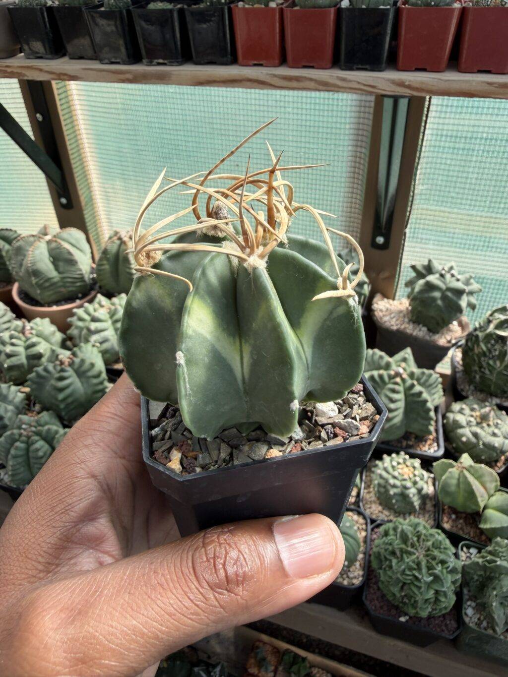 Astrophytum capricorne var. crassispinum - Image 2
