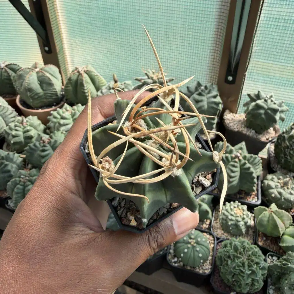 Astrophytum capricorne var. crassispinum