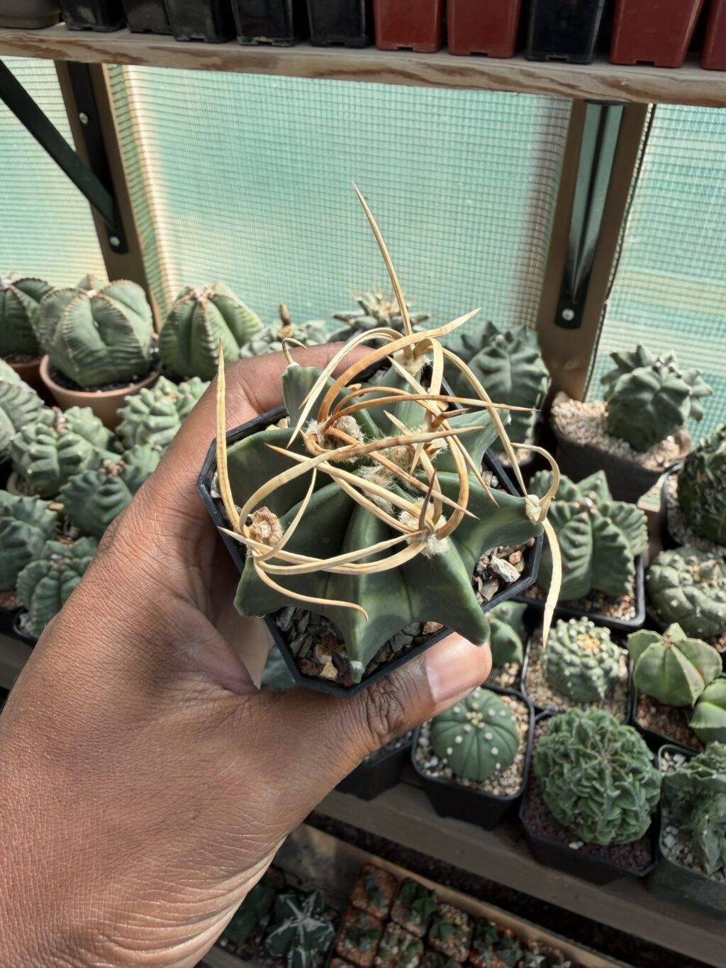 Astrophytum capricorne var. crassispinum