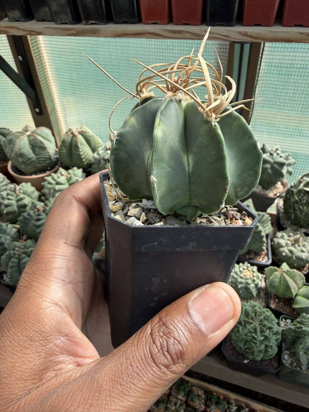 Astrophytum capricorne var. crassispinum - Image 3