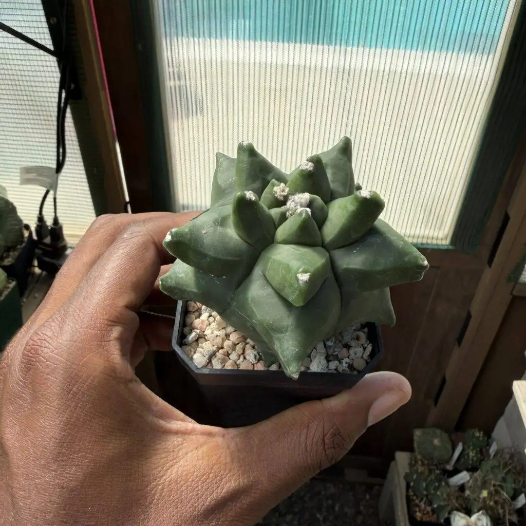 Astrophytum myriostigma "Super" Kikko