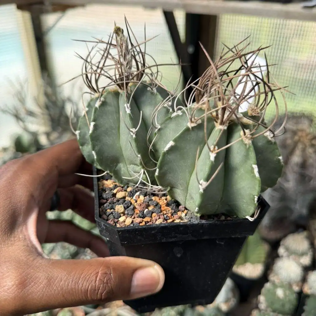 Astrophytum capricorne var. senile