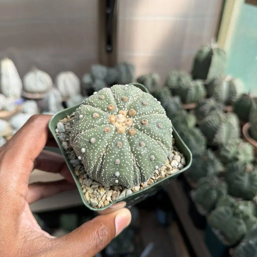 Astrophytum asterias Fukuryu
