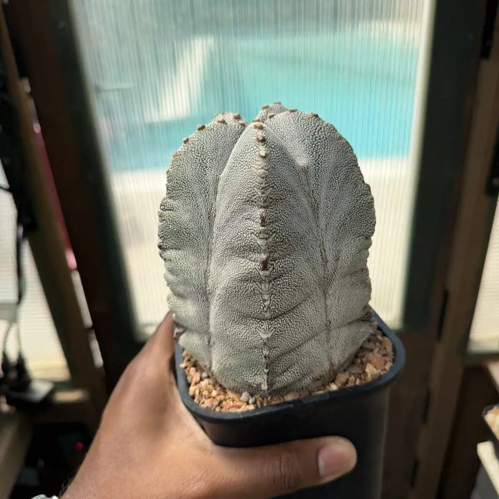 Astrophytum myriostigma Onzuka