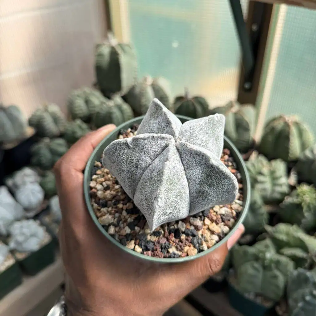 Astrophytum coahuilense