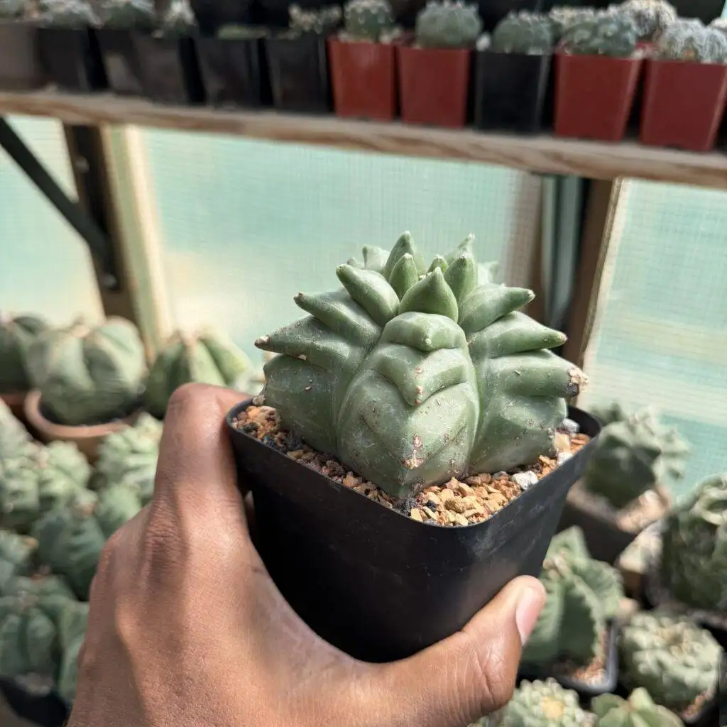 Astrophytum myriostigma Kikko