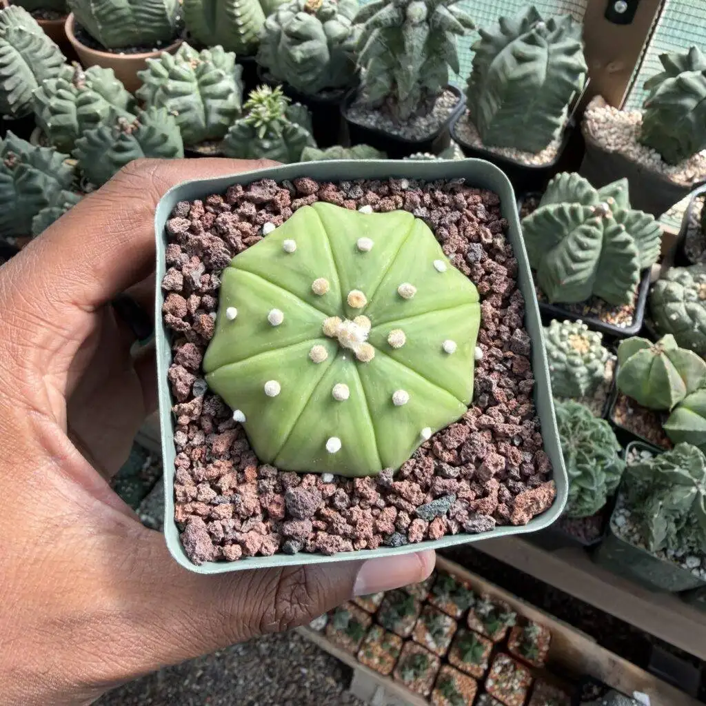 Astrophytum asterias Star Shape