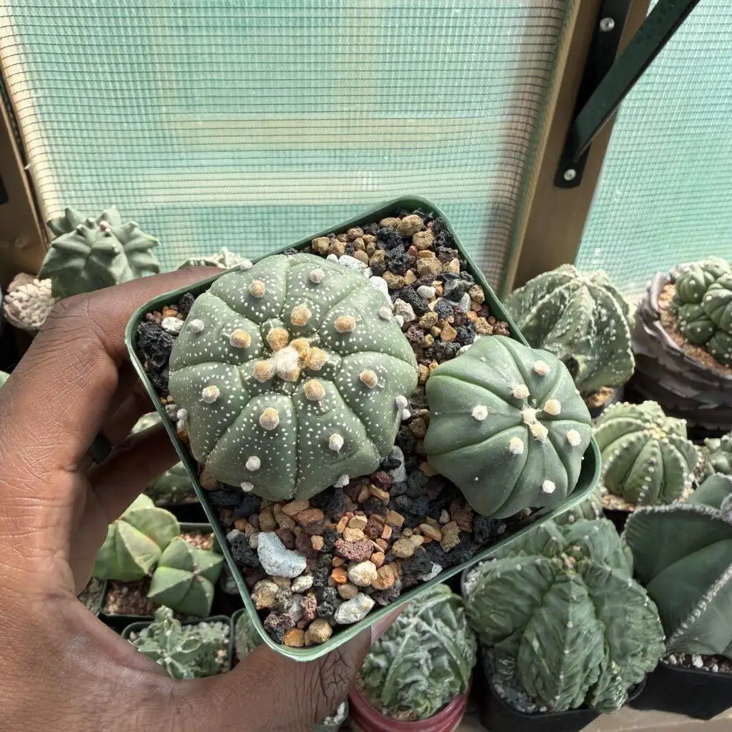 Astrophytum asterias Star Shape Bundle
