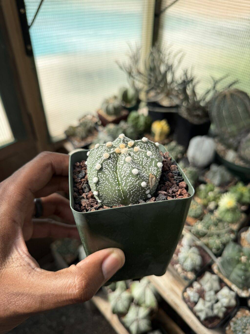 Astrophytum capricorne x asterias - Image 2