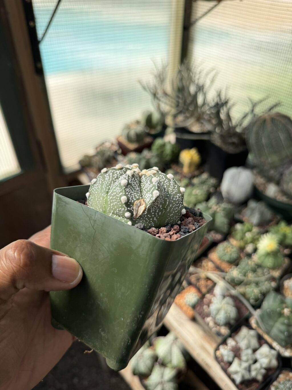 Astrophytum capricorne x asterias - Image 3