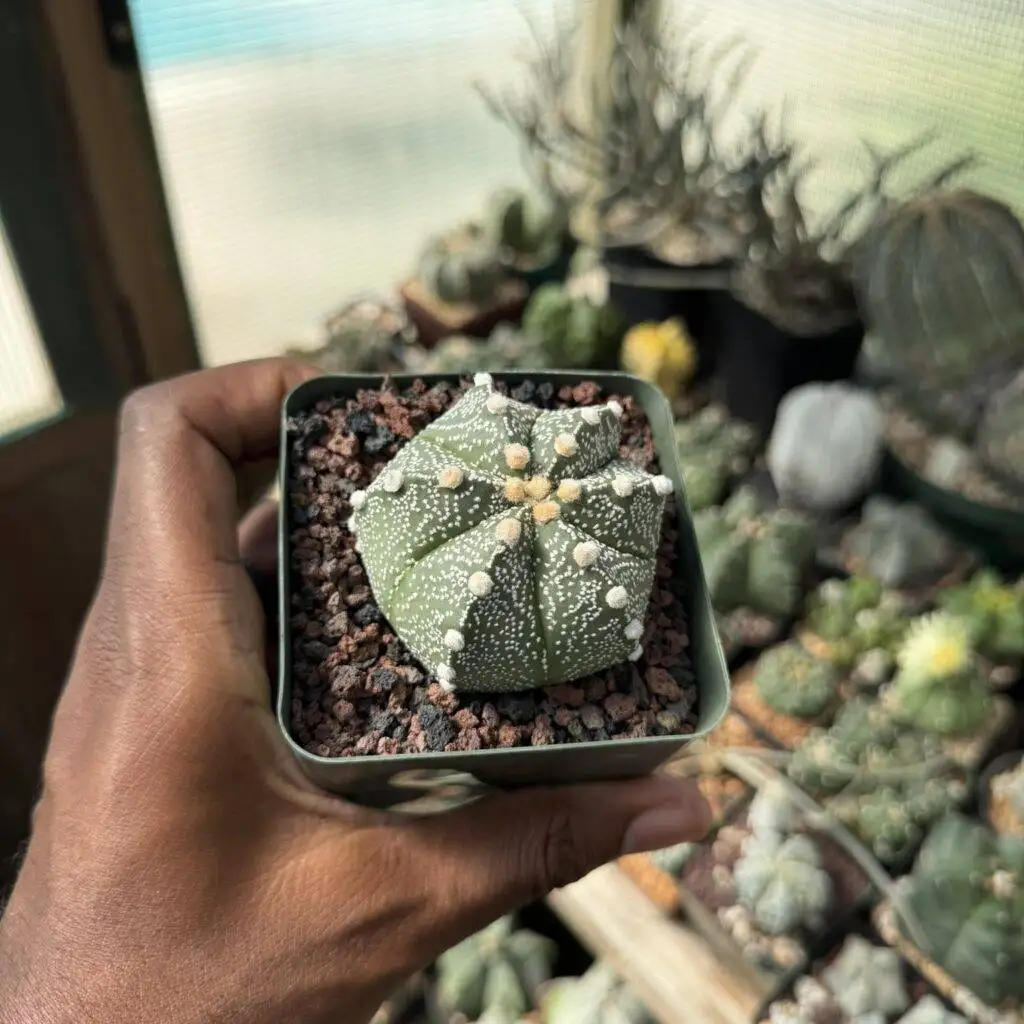 Astrophytum capricorne x asterias