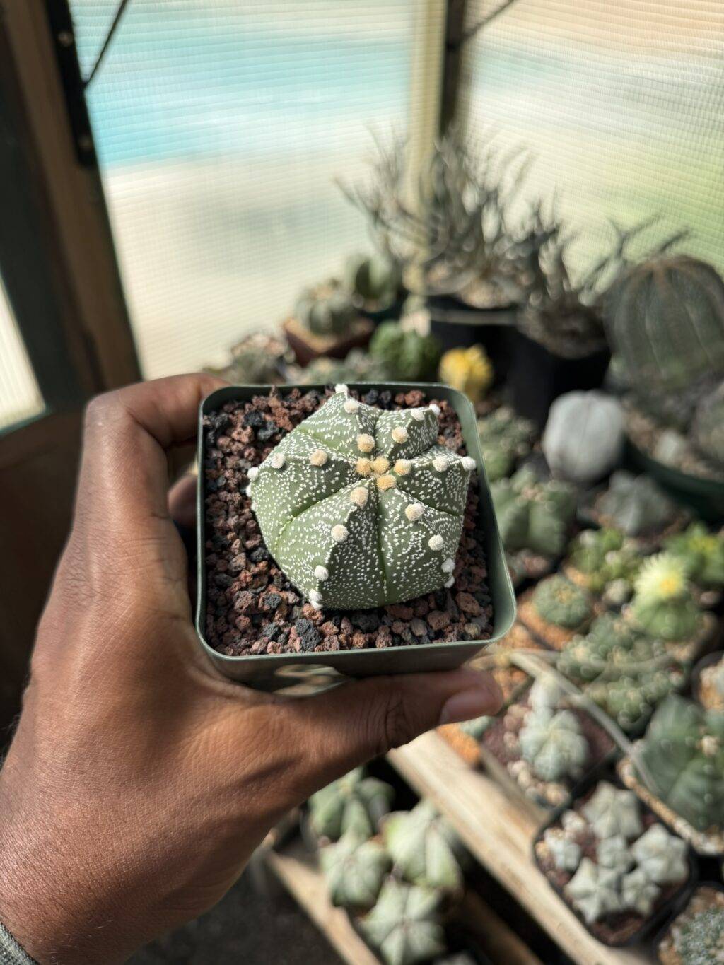 Astrophytum capricorne x asterias