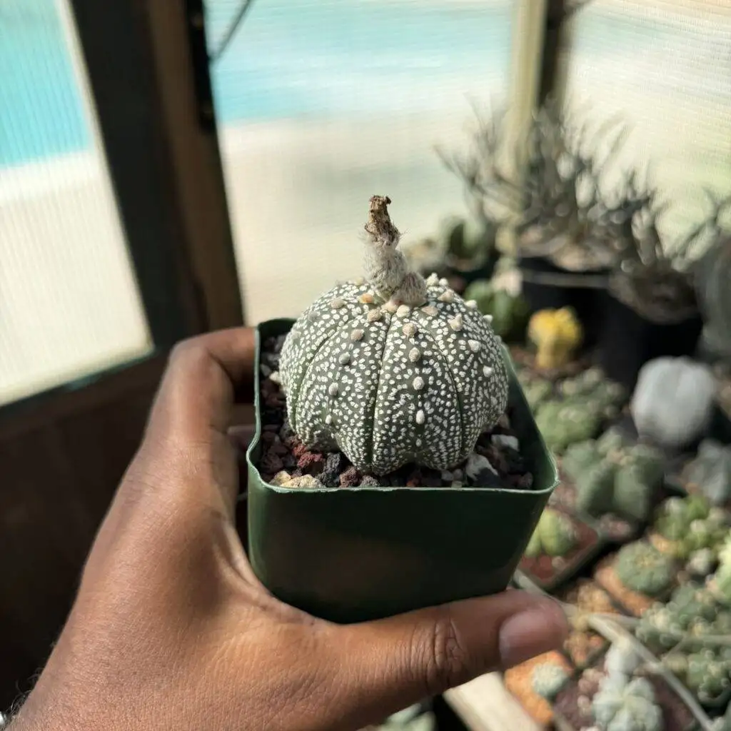 Astrophytum asterias Superkabuto Star Shape