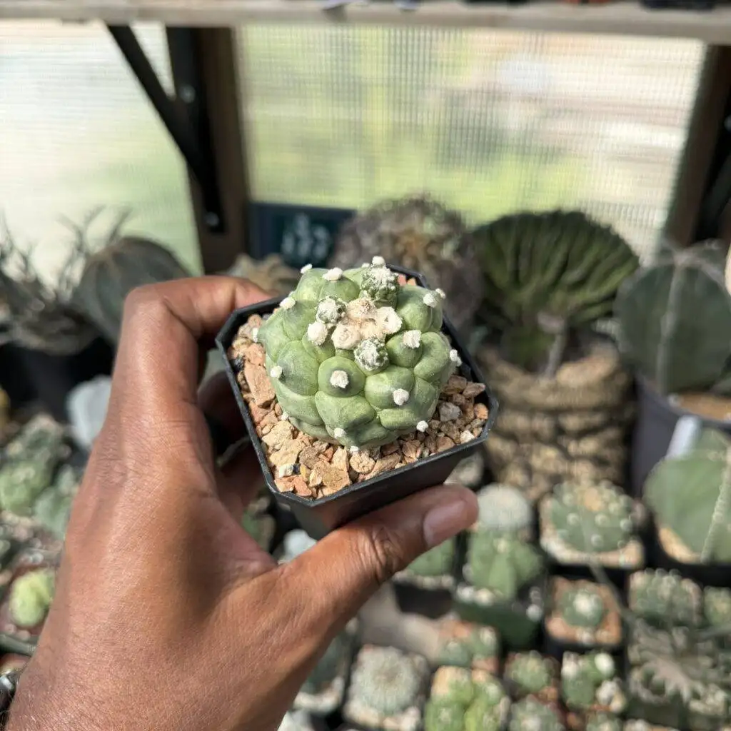 Astrophytum asterias Kikko f. proliferum