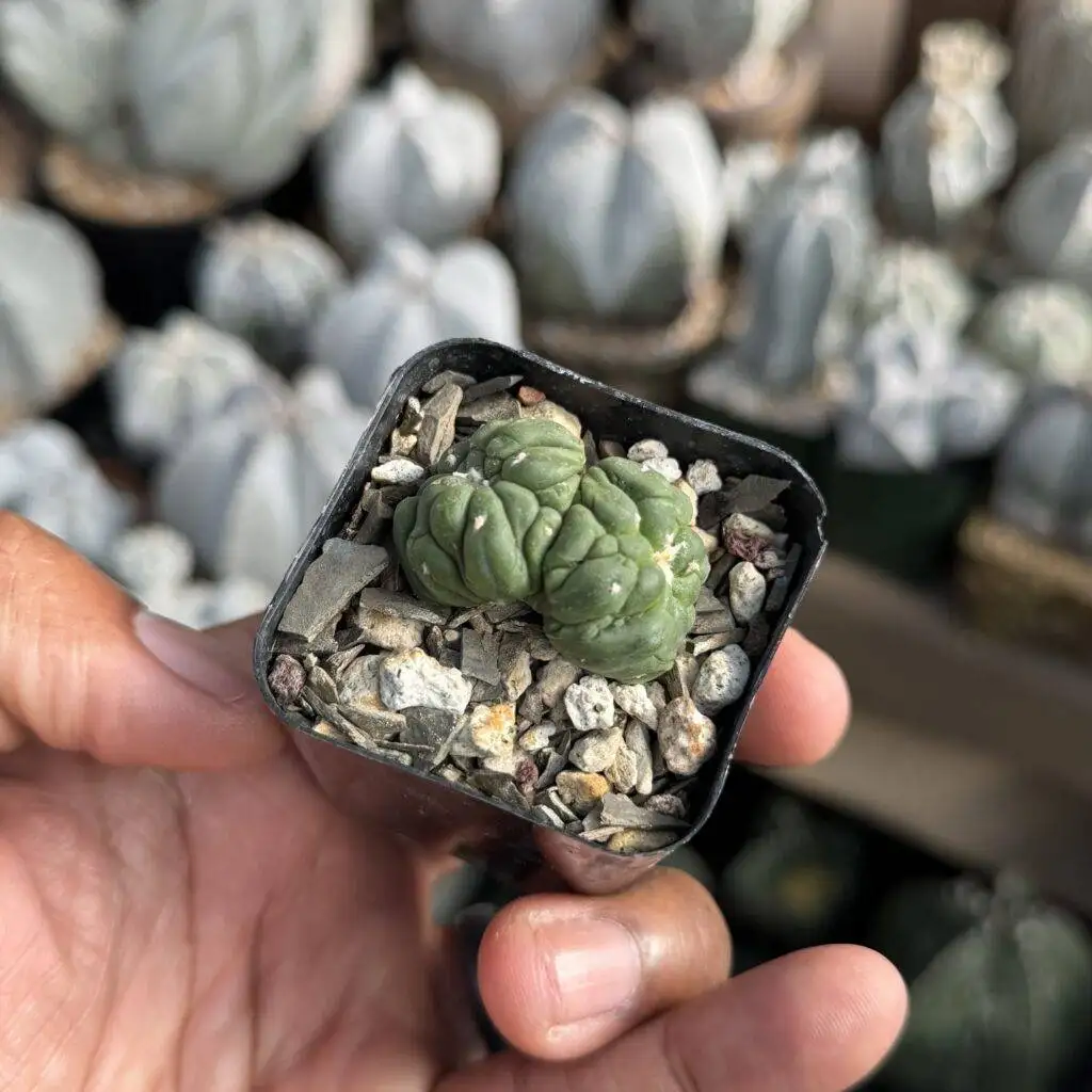 Astrophytum asterias cv. Kikko cristata