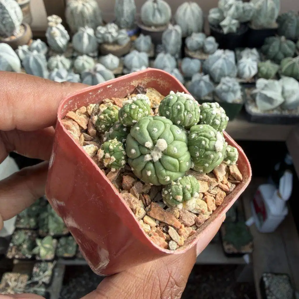 Astrophytum asterias cv. Kikko Lizard Skin Cluster