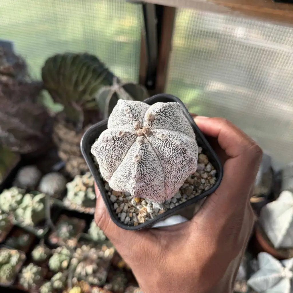 Astrophytum myriostigma Onzuka Hakuun
