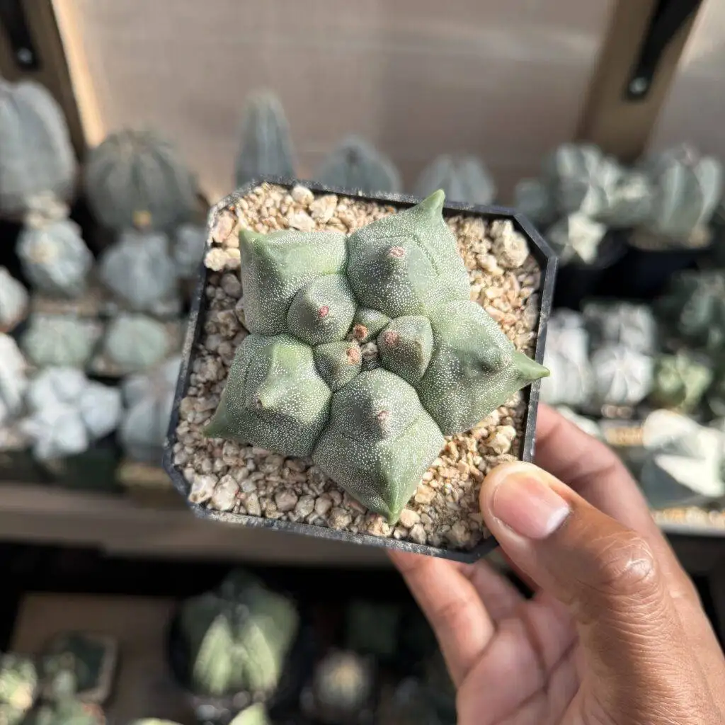 Astrophytum myriostigma Kikko