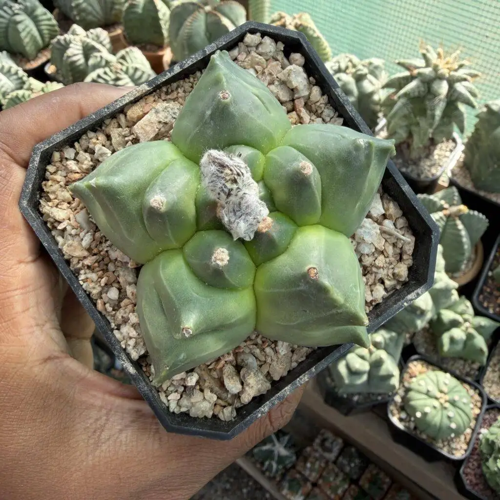 Astrophytum myriostigma Kikko