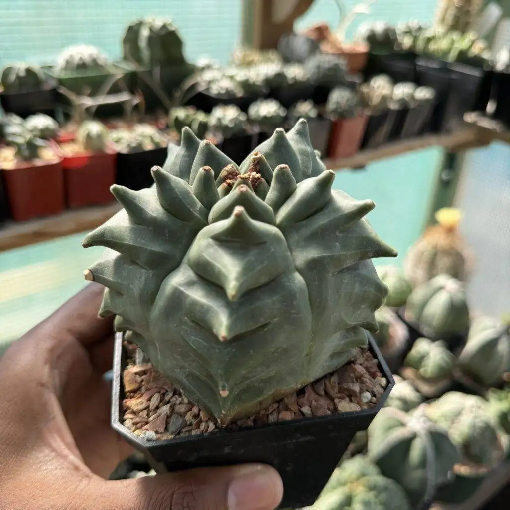 Astrophytum myriostigma Kikko