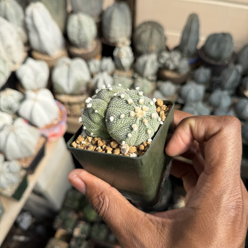 Astrophytum asterias 2 headed