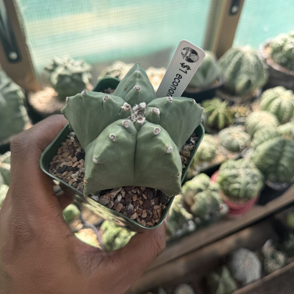 Astrophytum myriostigma (Econimic Relief!)