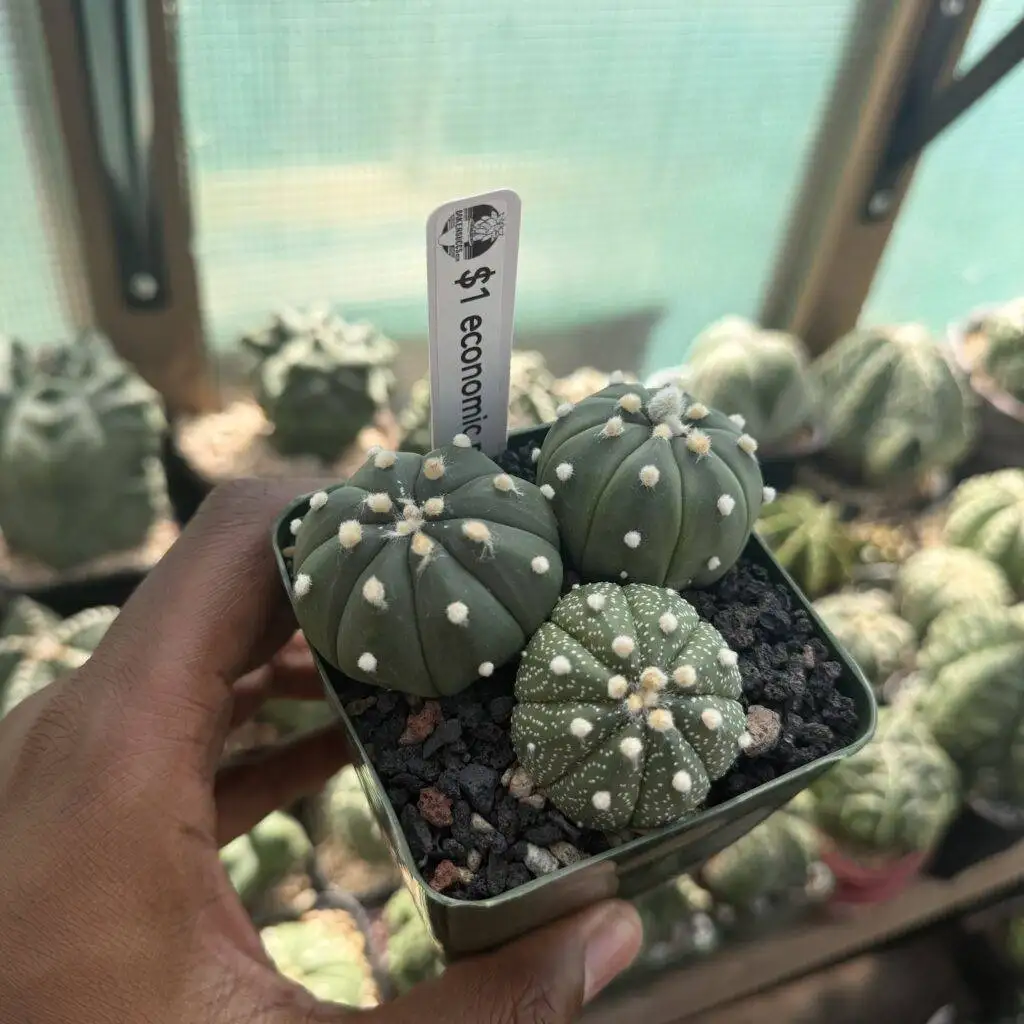 Astrophytum asterias bundle (Econimic Relief!)