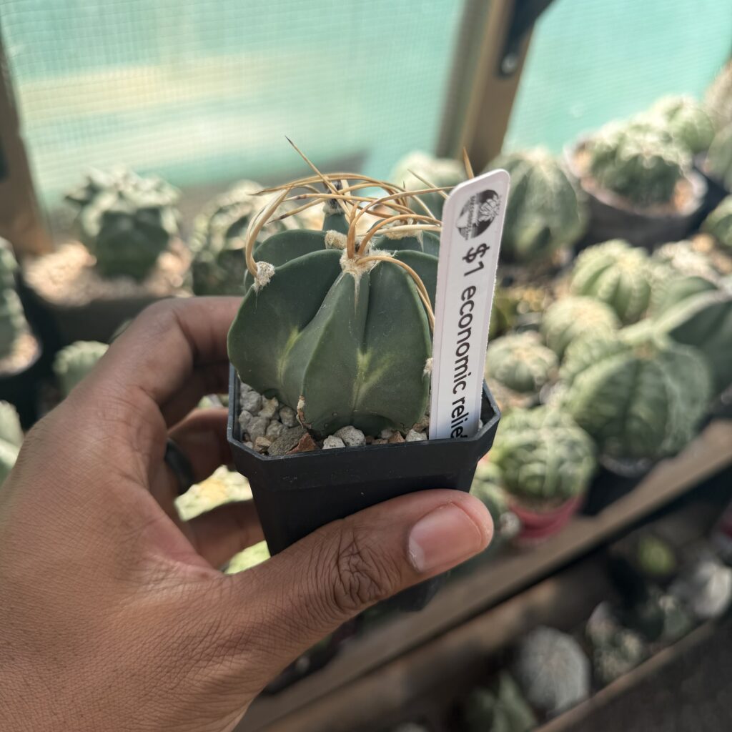 Astrophytum capricorne (Econimic Relief!)