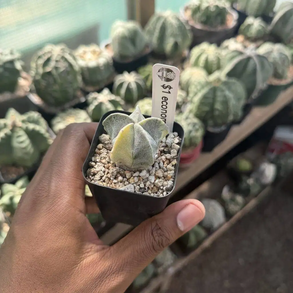 Astrophytum myriostigma Variegated (Econimic Relief!)