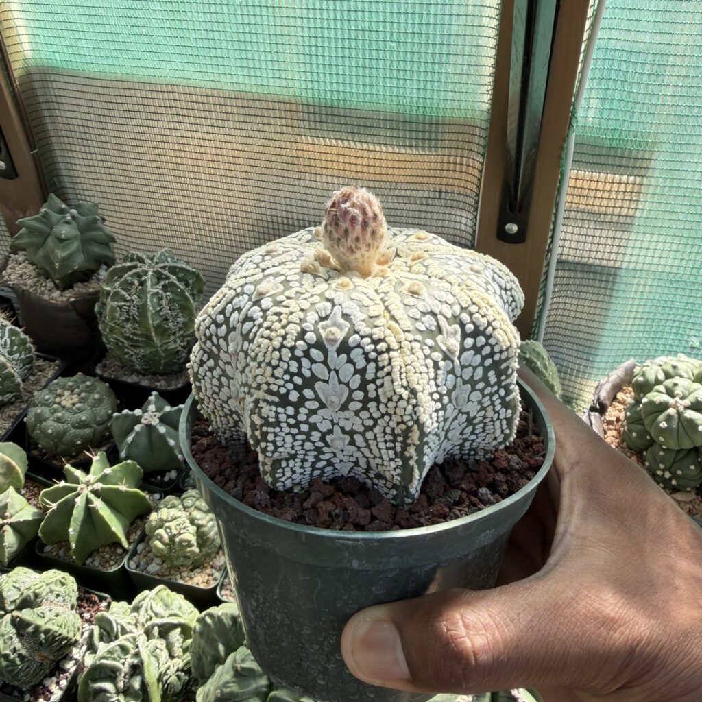 Astrophytum asterias Superkabuto Star Shape