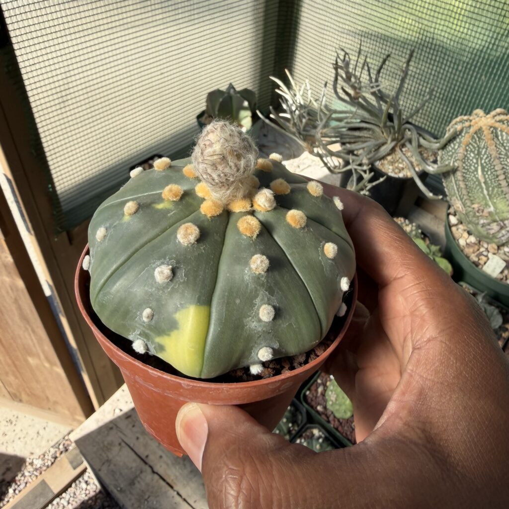 Astrophytum asterias Star Shape Variegated