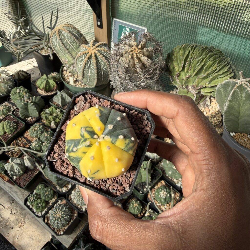 Astrophytum asterias Variegated