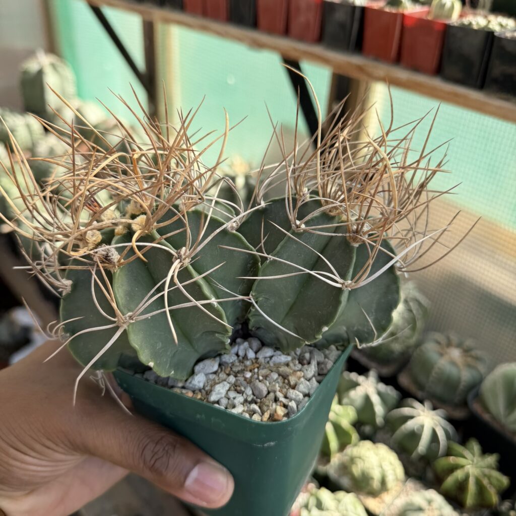 Astrophytum capricorne var. senile 2 headed