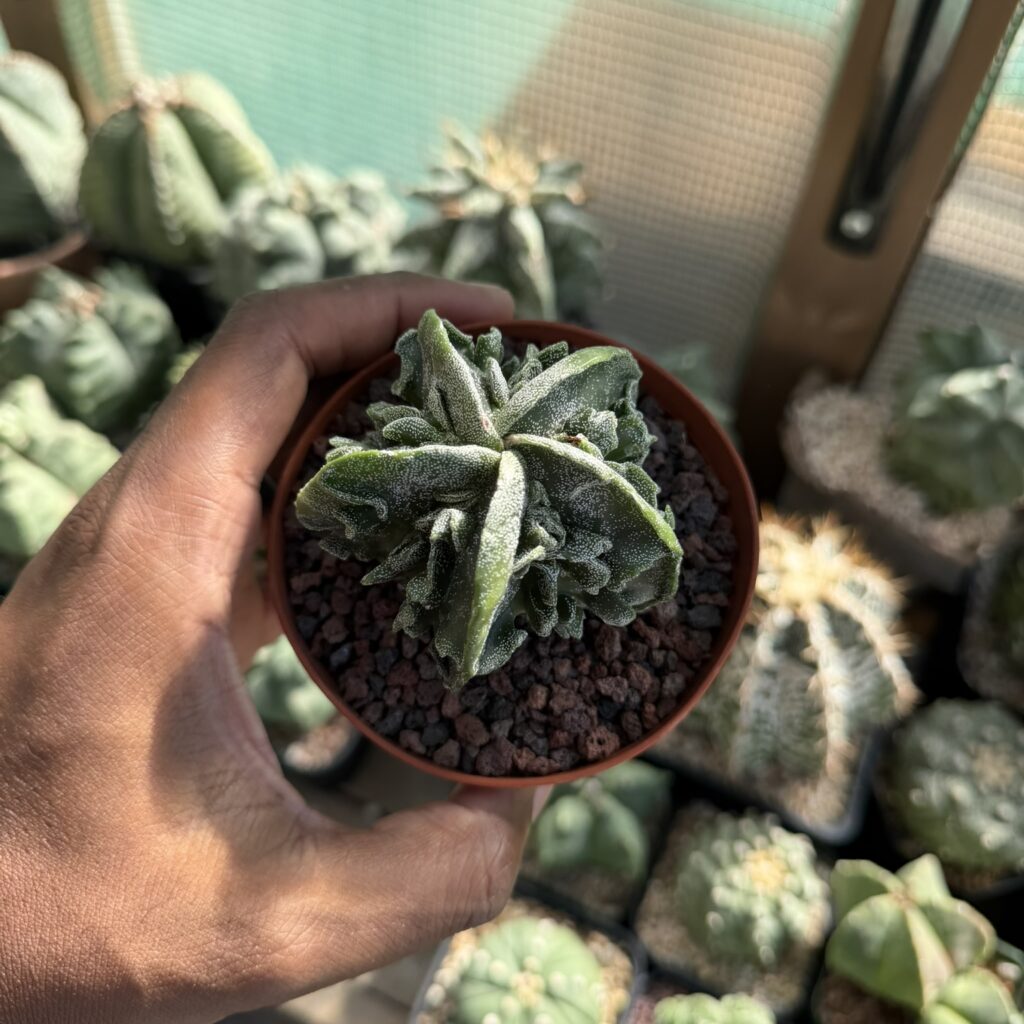 Astrophytum myriostigma Fukuryu