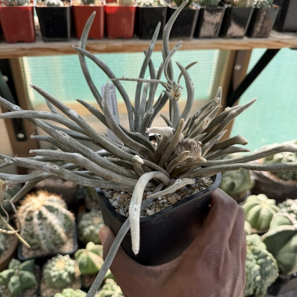 Astrophytum caput-medusae
