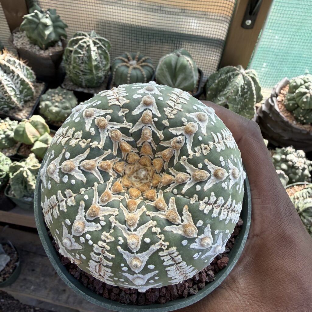 Astrophytum asterias cv. Superkabuto V-Type