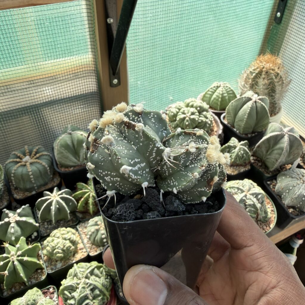 Astrophytum capricorne 2 headed