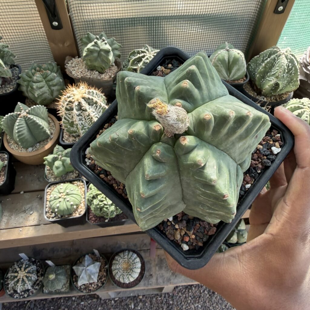 Astrophytum myriostigma Kikko