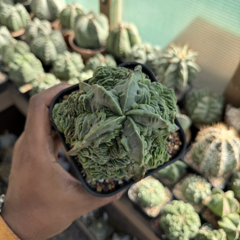 Astrophytum myriostigma Super Fukuryu